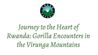 Journey to the Heart of Rwanda Gorilla Encounters in the Virunga Mountains
