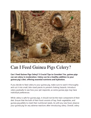 feed guinea pigs