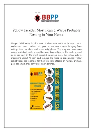 Most Feared Wasps Probably Nesting in Your Home