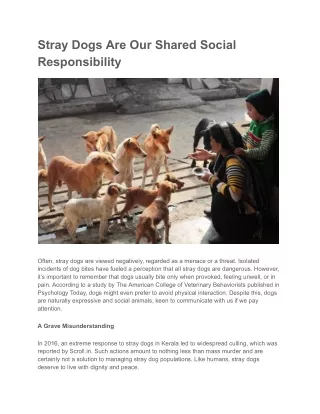 Stray Dogs Are Our Shared Social Responsibility