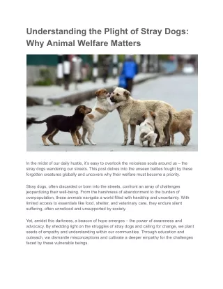 Understanding the Plight of Stray Dogs_ Why Animal Welfare Matters