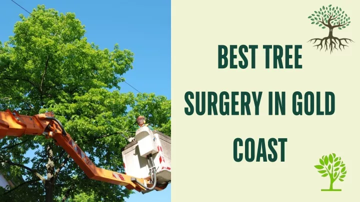 best tree surgery in gold coast