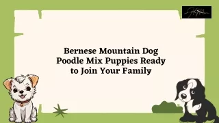 Bernese Mountain Dog Poodle Mix Puppies Ready to Join Your Family