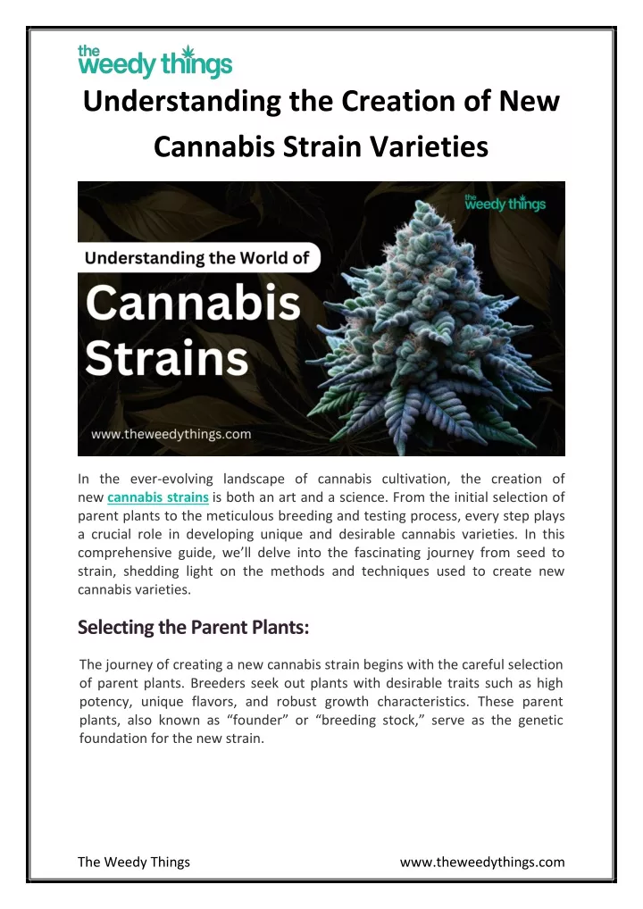 understanding the creation of new cannabis strain