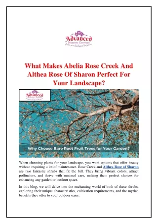 What Makes Abelia Rose Creek And Althea Rose Of Sharon Perfect For Your Landscape