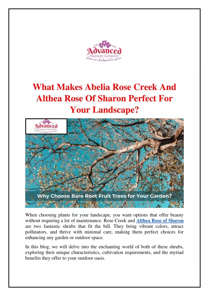 what makes abelia rose creek and althea rose