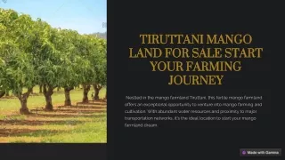 Mango Farmland Tiruttani | Mango Farmland for Sale Tiruttani - M/S Holidays Farm