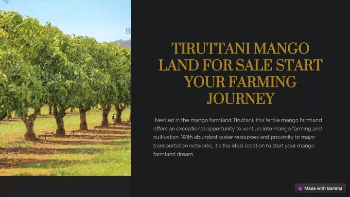 tiruttani mango land for sale start your farming