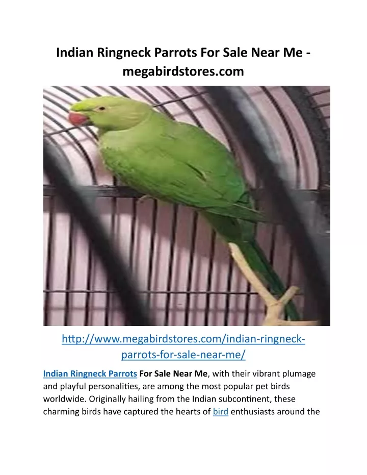 indian ringneck parrots for sale near