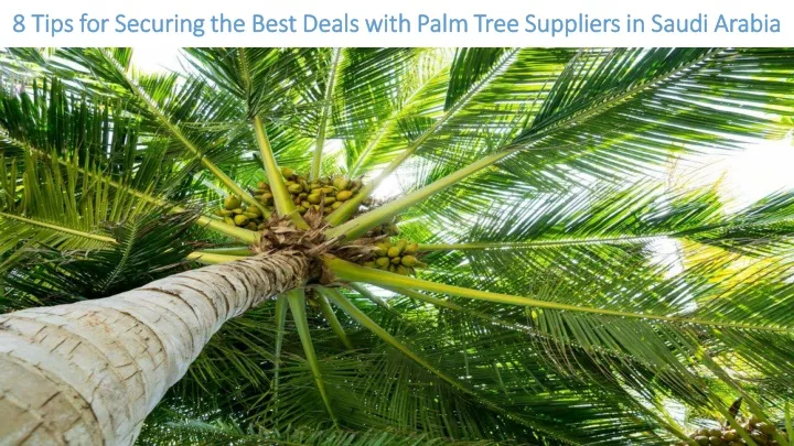 8 8 tips for securing the best deals with palm