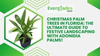 Christmas Palm Trees in Florida The Ultimate Guide to Festive Landscaping with Adonidia Palms!