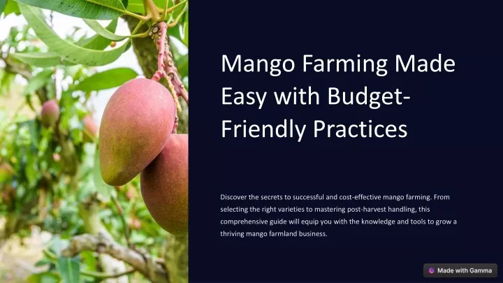 mango farming made easy with budget friendly