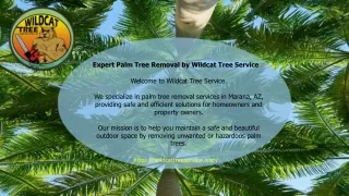 Palm Tree Removal Marana, AZ