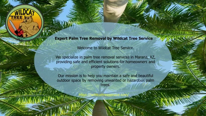 expert palm tree removal by wildcat tree service