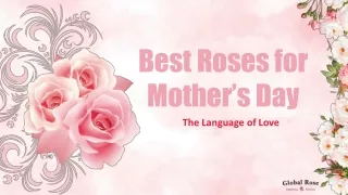 Wholesale Mother's Day Roses Delivery | GlobalRose