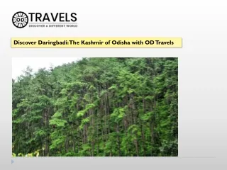 Discover Daringbadi The Kashmir of Odisha with OD Travels