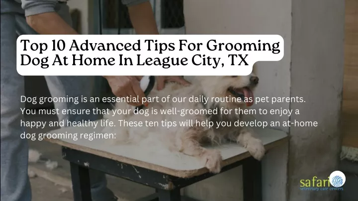 top 10 advanced tips for grooming dog at home