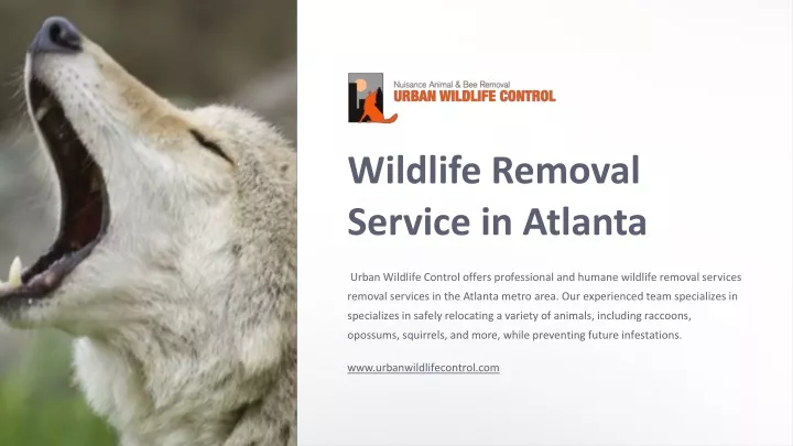 wildlife removal service in atlanta