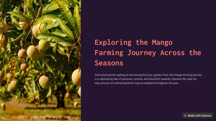 exploring the mango farming journey across