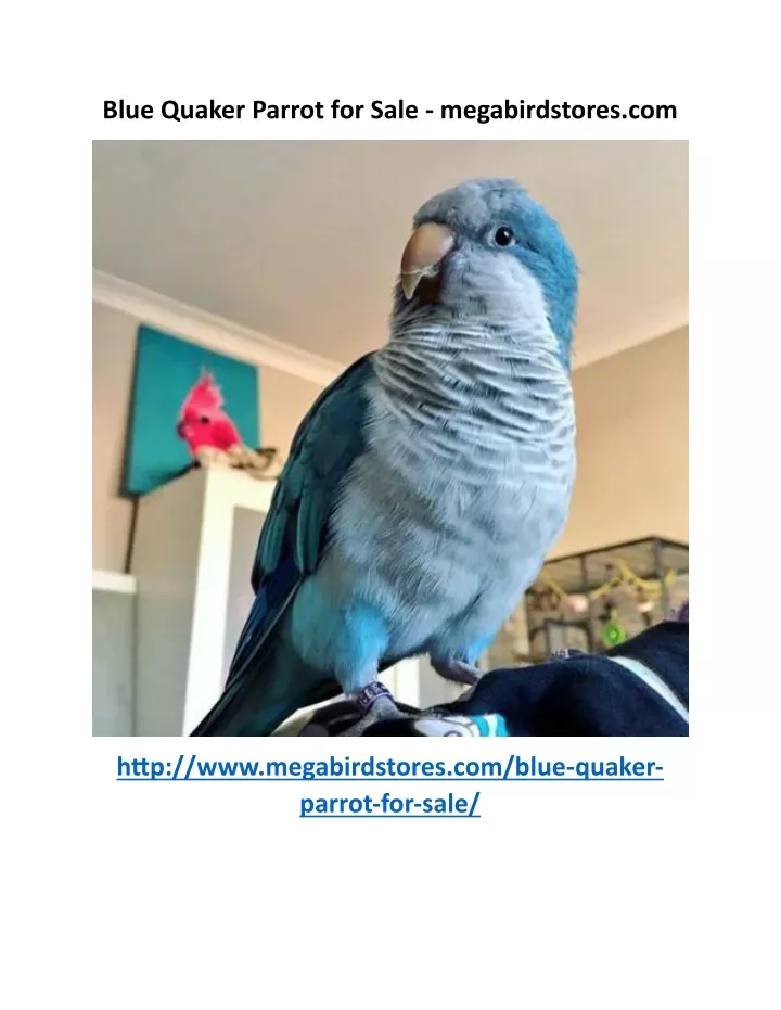 blue quaker parrot for sale megabirdstores com