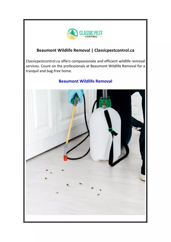 beaumont wildlife removal classicpestcontrol ca