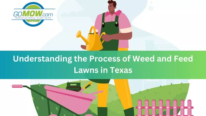 understanding the process of weed and feed lawns