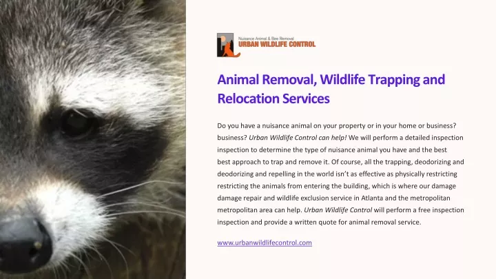 animal removal wildlife trapping and relocation