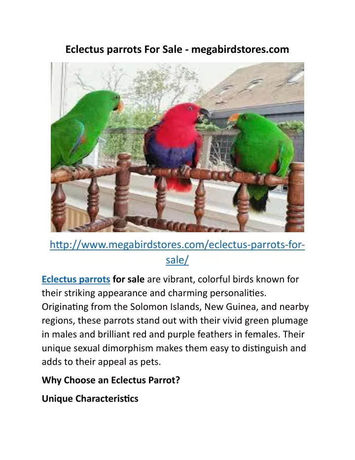 eclectus parrots for sale megabirdstores com