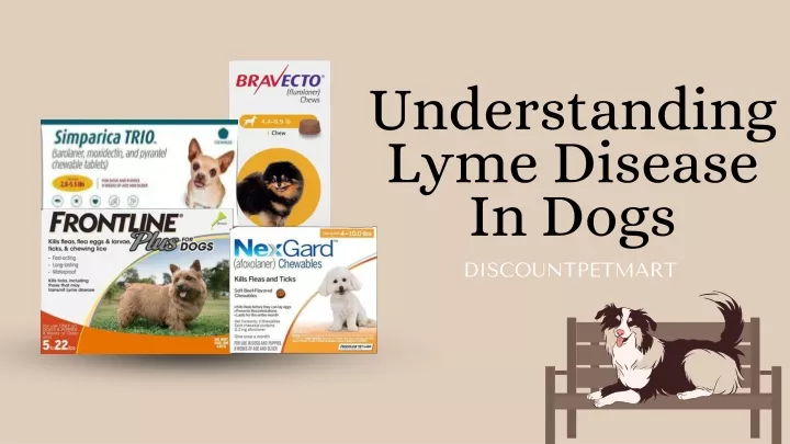 understanding lyme disease in dogs