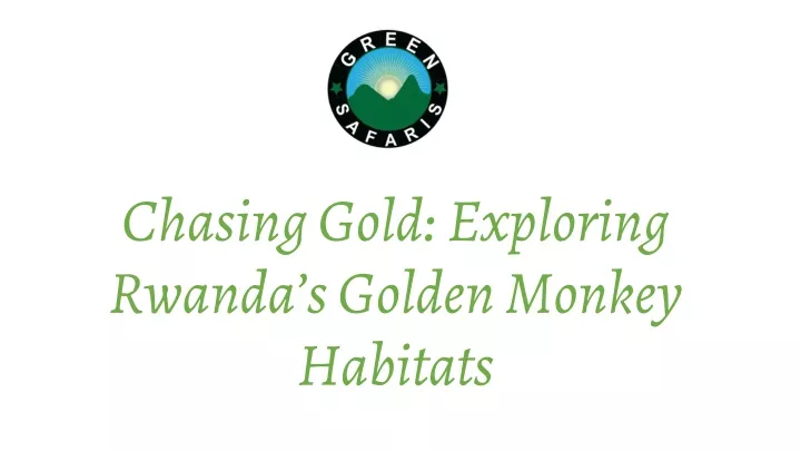 chasing gold exploring rwanda s golden monkey