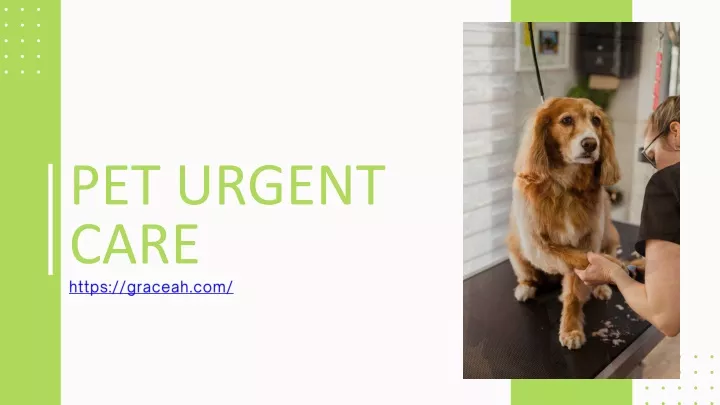 pet urgent care