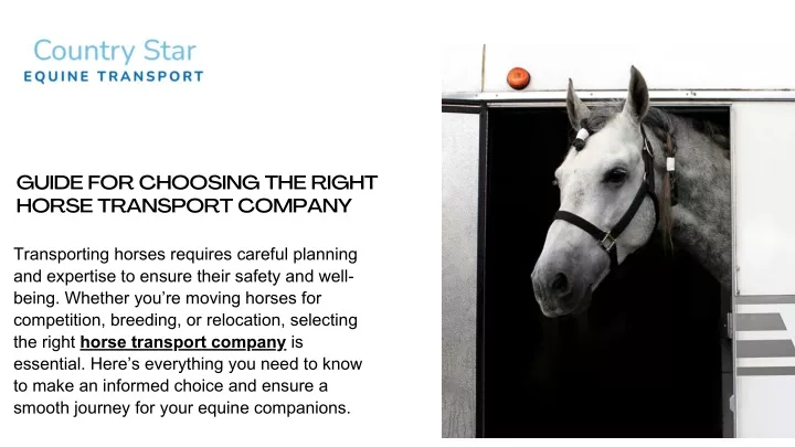 guide for choosing the right horse transport