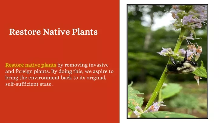 restore native plants