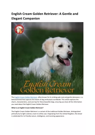 English Cream Golden Retriever: A Gentle and Elegant Companion