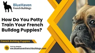 How Do You Potty Train Your French Bulldog Puppies