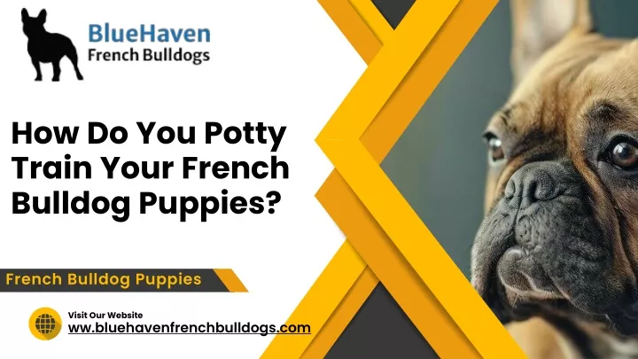 how do you potty train your french bulldog puppies