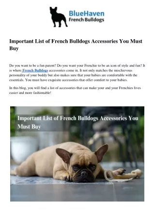Important List of French Bulldogs Accessories You Must Buy