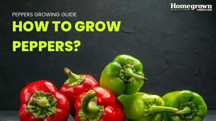 peppers growing guide