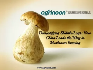 Demystifying Shiitake Logs How China Leads the Way in Mushroom Farming
