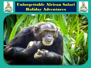 Unforgettable African Safari Holiday Adventures