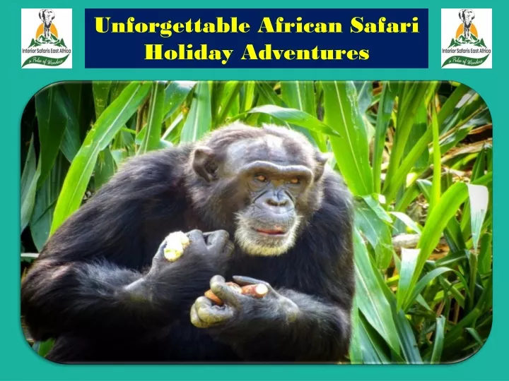 unforgettable african safari holiday adventures