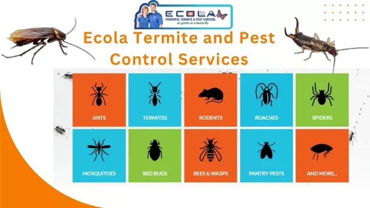 ecola termite and pest control services