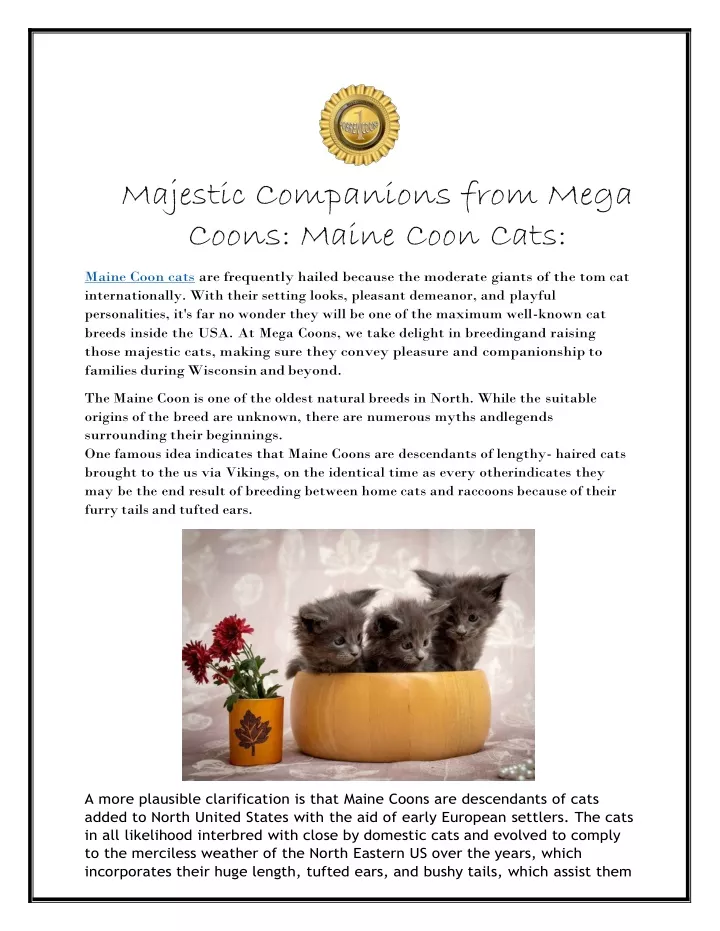 majestic companions from mega coons maine coon