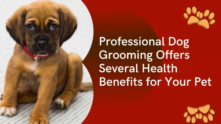 professional dog grooming offers several health