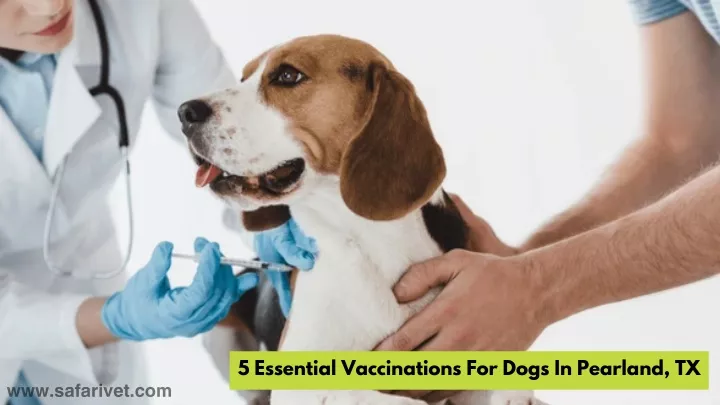 5 essential vaccinations for dogs in pearland tx