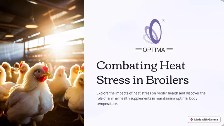 combating heat stress in broilers
