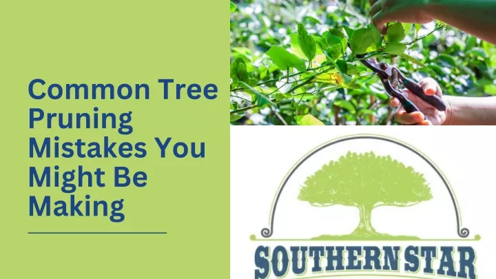 common tree pruning mistakes you might be making