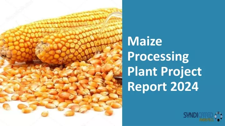 maize processing plant project report 2024