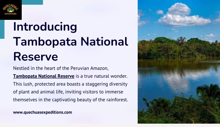 introducing tambopata national reserve nestled