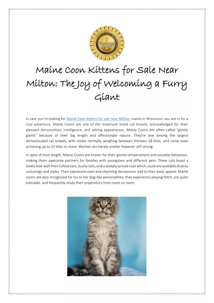 maine coon kittens for sale near maine coon